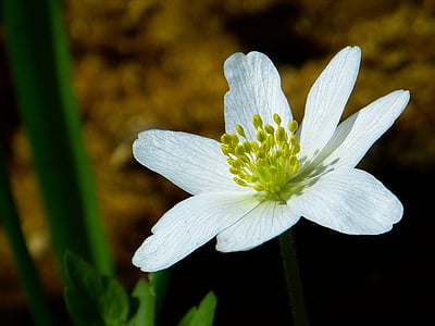 wood anemone, spring, flower, blossom, bloom, white, anemone