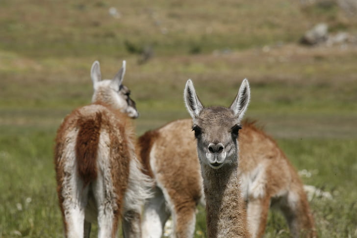 alpaky, zvíře, Jižní Amerika, Patagonie