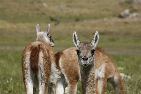 Alpaca 's, dier, Zuid-Amerika, Patagonië