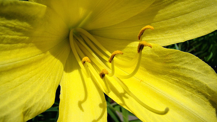 daylily, yellow, yellow flowers, lily, nature, blossom, petal