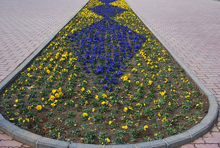 gėlė, geltona, lova, mėlyna, augalai, sodas, rėmų skirtukas