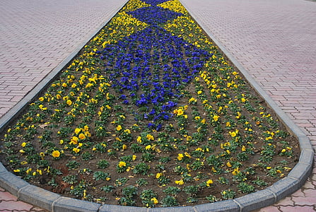 flower, yellow, bed, blue, plants, garden, divider