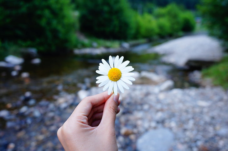 flower, hand, hold, river, forest, human hand, human body part