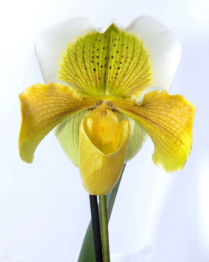 Frauenschuh, orquídia, groc, flor, flor, flor, planta