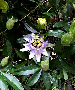 Passiflora, cvijet, cvatu, lišće, zelena, vrt, Faye