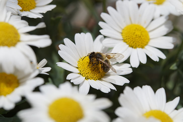 abelha, pólen, néctar, fechar, Margarida, polinização, coletar