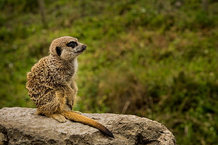 meerkat, 세로, 바위, 야생 동물, 포유 동물, 아프리카, 작은