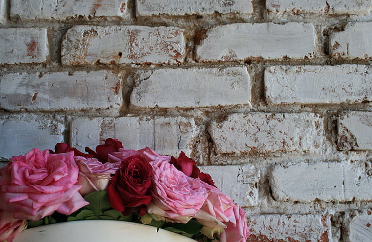 wall, white, brick, roses, pinks, red, blooms