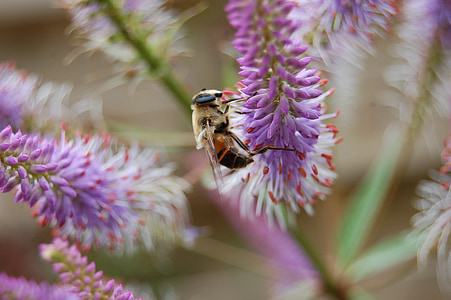 Bee, humla, bugg, naturen, närbild