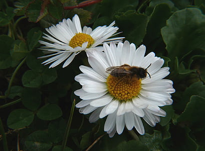 Hoa, Margaret, trắng, Sân vườn, con ong, Thiên nhiên, thực vật