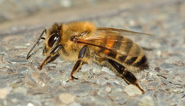 insectos, abeja, APIs de, mellifera, himenópteros, insectos, naturaleza