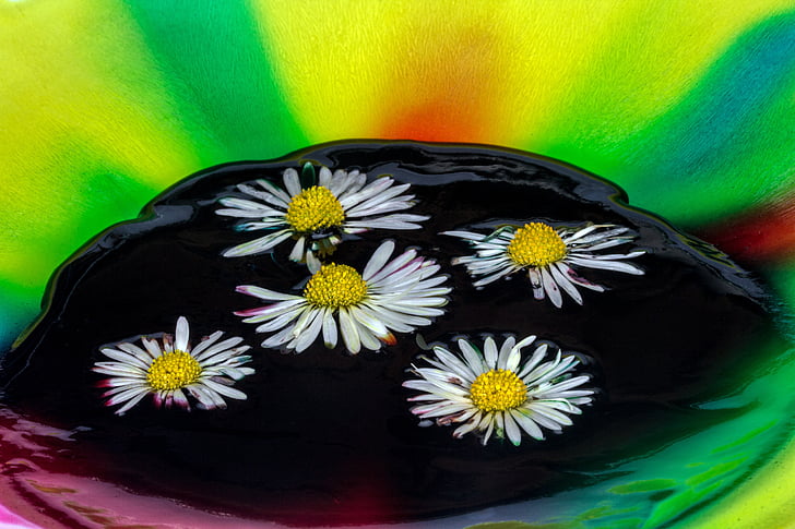 color, watercolor, daisy, close