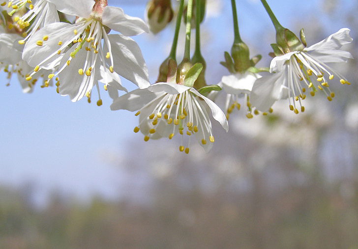 arbre en flor, cirera, flors, blanc, floració, primavera, cel