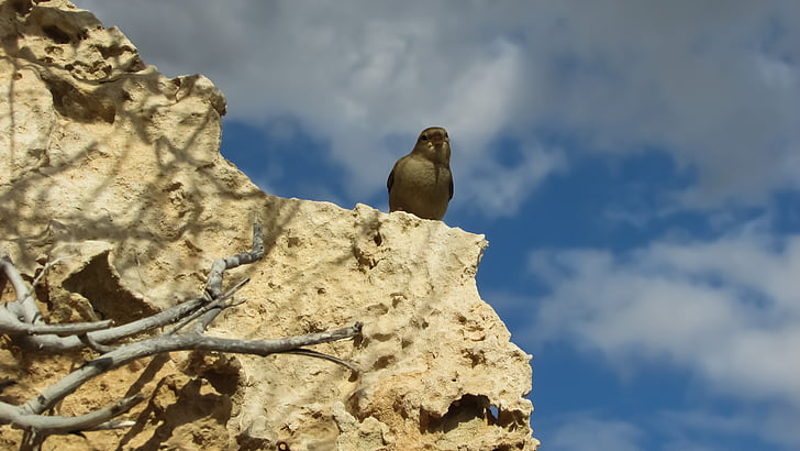 espiando, Gorrión, naturaleza