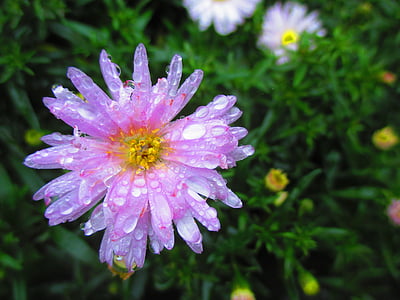 Blossom, mekar, merah muda, Aster, musim gugur, titisan hujan, makro