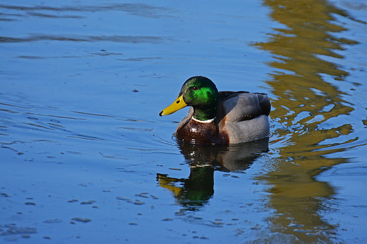 патица, зеленоглава патица, вода птица, птица, Дрейк, природата, вода
