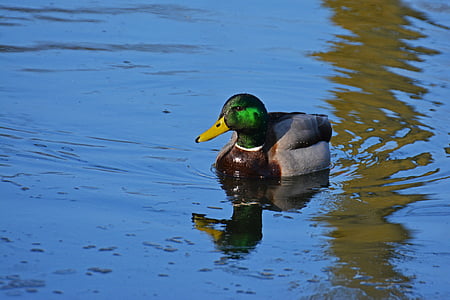 duck, mallard, water bird, bird, drake, nature, water