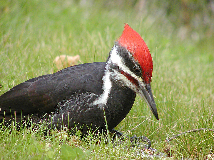 woodpecker, bird, sitting, ground, avian, nature, fauna