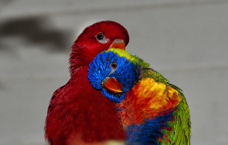многоцветен Лори, Лори червено, дъга папагал, папагал, цветове, клюн, птица
