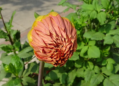 flor, Bud, Dahlia, dahlia decorativa, Asteraceae, Delhi, India