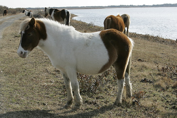 vilda ponnyer, betande, ponnyer, Chincoteague island, Virginia, USA, Feral