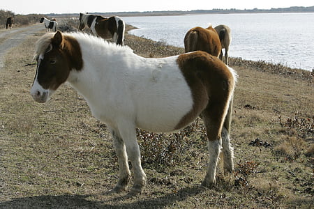 divocí poníci, pasoucí se, poníci, Chincoteague island, Virginia, Spojené státy americké, volně žijících