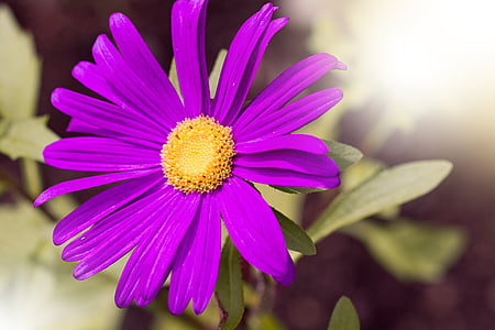 Marguerite, Hoa, màu tím, màu tím, Blossom, nở hoa, cánh hoa