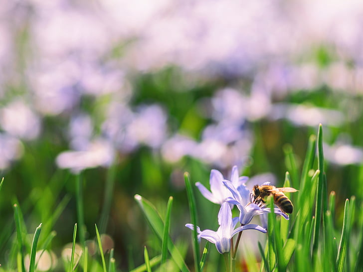 green, leaf, flower, blur, bokeh, bee, insect