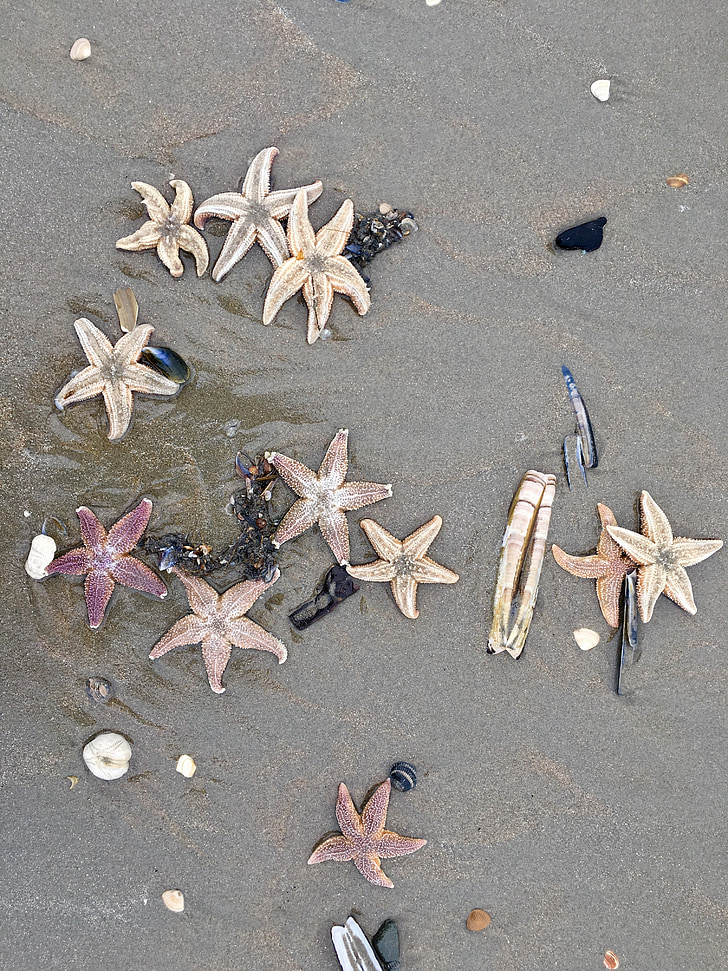 platja, Noordwijk, Països Baixos, Mar, platja de sorra, Costa, estrella de mar