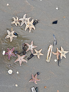 strand, Noordwijk, Nederland, zee, zandstrand, kust, Starfish
