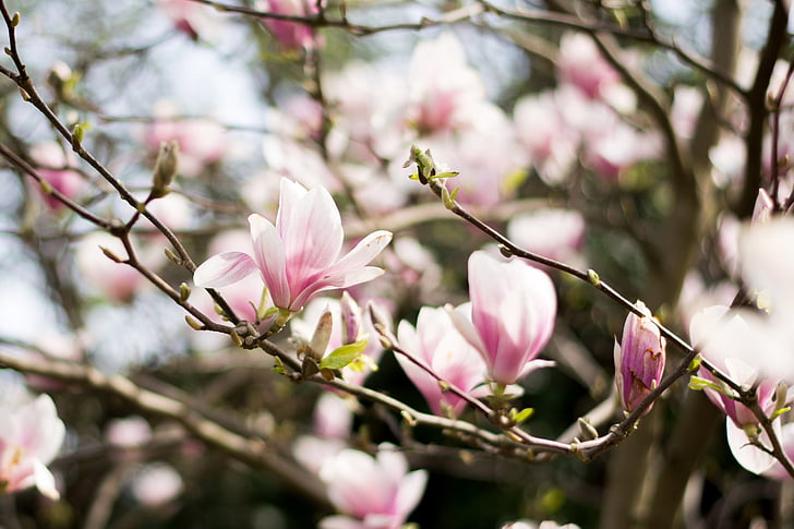 Magnolija, drvo magnolije, cvijeće, Magnolija grane, drvo klupe, grančice, proljeće