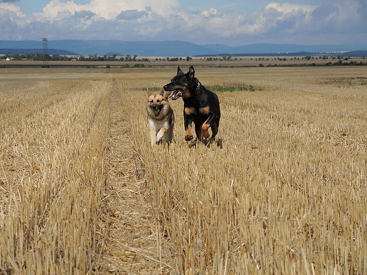 gos, gossos, animal, l'estiu, a l'exterior, natura, cadells de Rottweiler