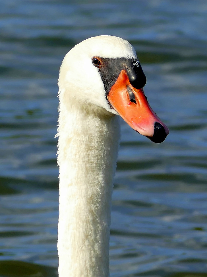swan, swan head, water bird, bird, view, animal world, close