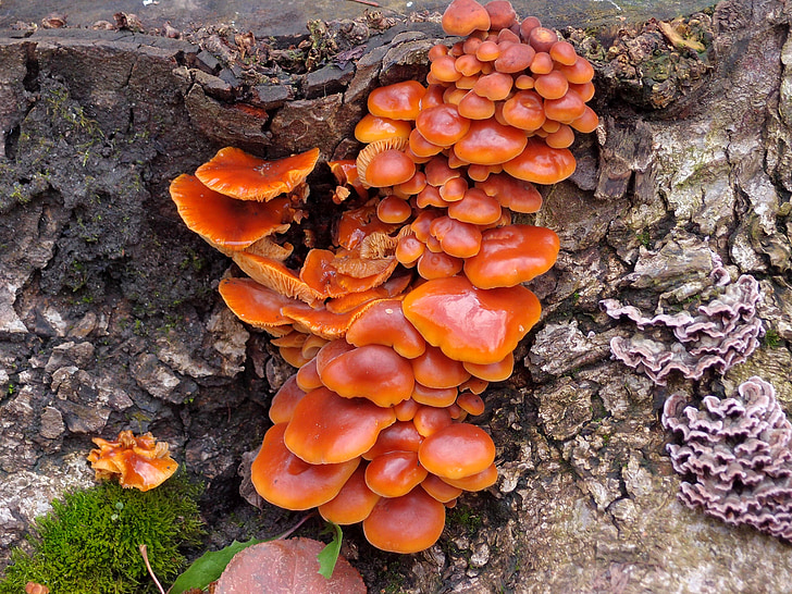 stump, autumn, mushrooms, nature, tree fungus
