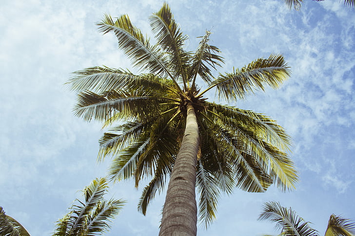 doğa, Palm, palmiye ağaçları, gökyüzü, telif görüntüleri