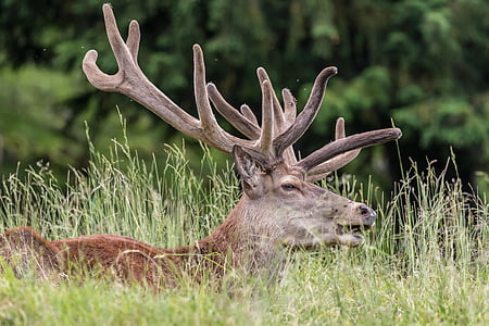Red deer, Hirsch, tanduk, hutan, Antler pembawa, hewan, rusa nyata
