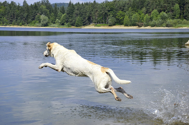собака, води, стрибок, весело, сплеск, бризок, озеро