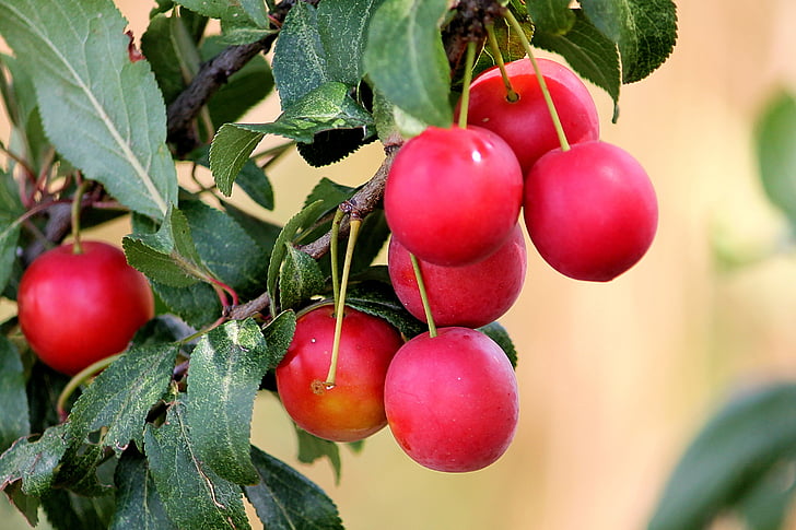 Cherry plum, röd, plommon, frukt, friska, läckra