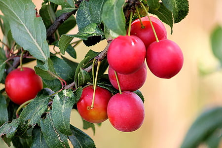Cherry plum, raudona, slyvos, vaisių, sveikas, skanus