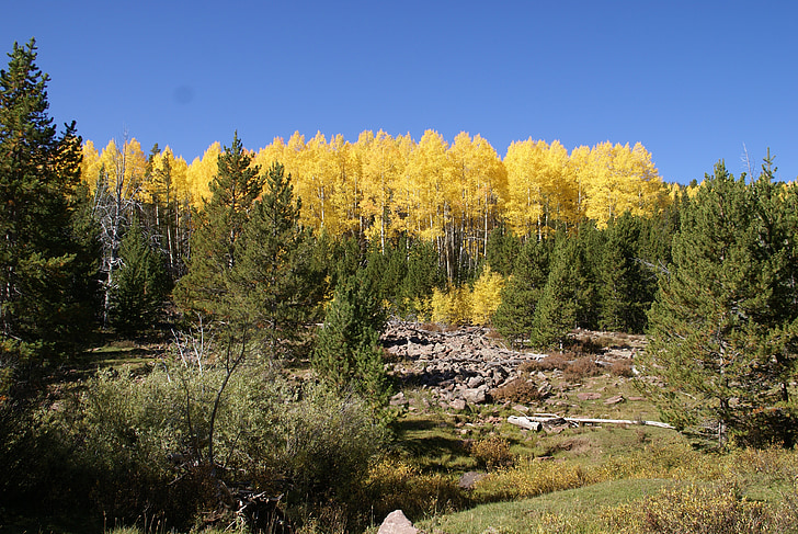 Utah, erdő, fák, táj, őszi, ősz, sziklák