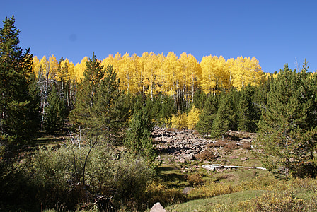 Utah, floresta, árvores, paisagem, Outono, Outono, pedras