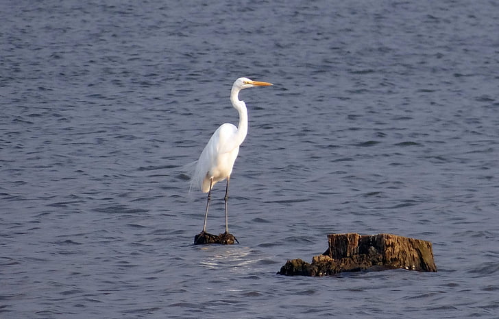 great egret, ardea alba, large egret, great white heron, great white egret, bird, wader