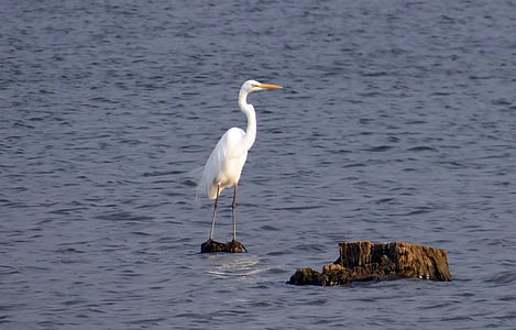 great egret, ardea alba, large egret, great white heron, great white egret, bird, wader