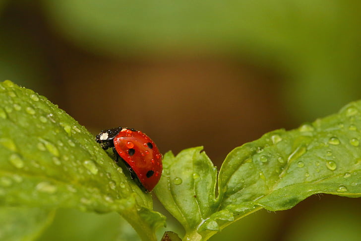 Ladybird, röd, naturen