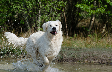 golden retriever, water, dog, summer, wet dog, lake, nature