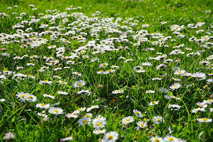 Daisy, Rush, Meadow, blanc, tapis de fleurs, fleur, Blossom