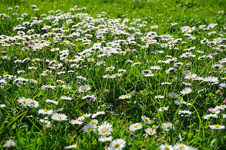 daisy, rush, meadow, white, flower carpet, flower, blossom