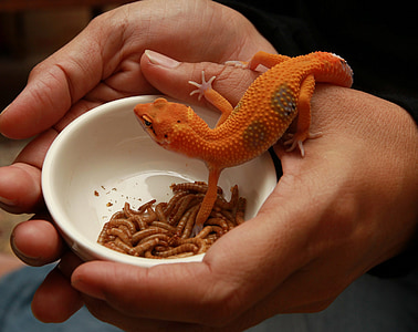 lizard, pet, reptile, gecko, close