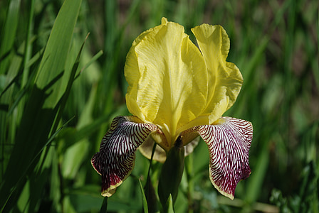 Iris, hermosa, lirio, flor, planta, verano, flores