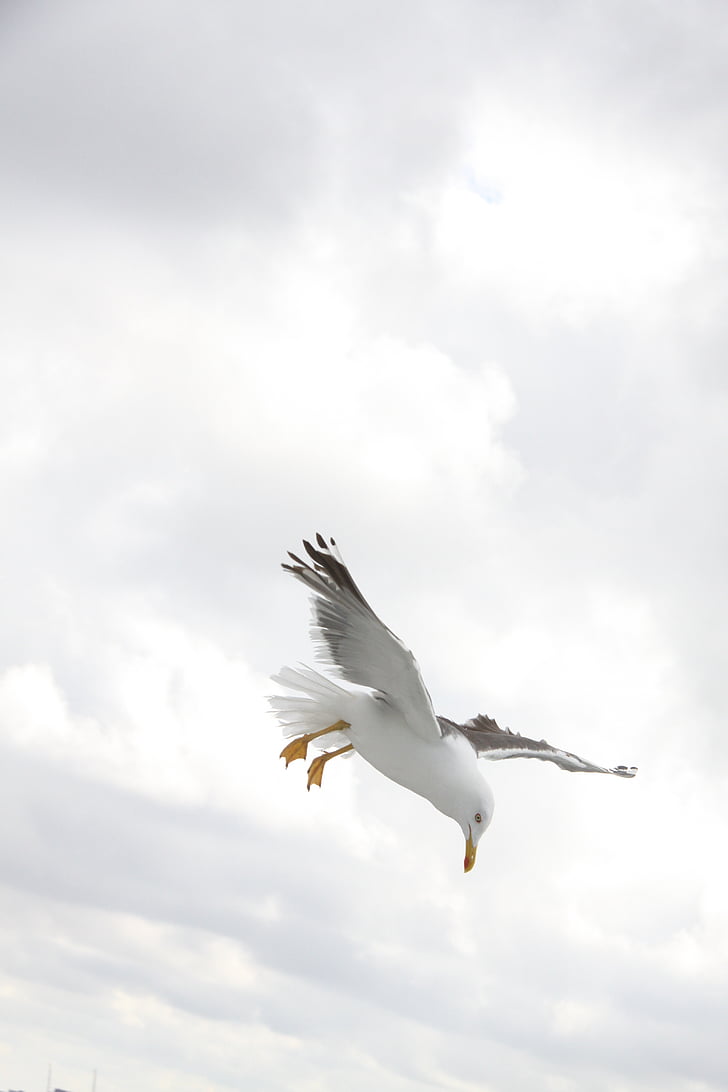 bird, clouds, flying, gull, larus, seagull, sky